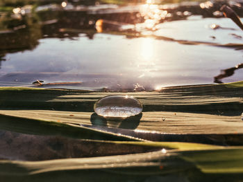 Close-up of wet leaves floating on lake