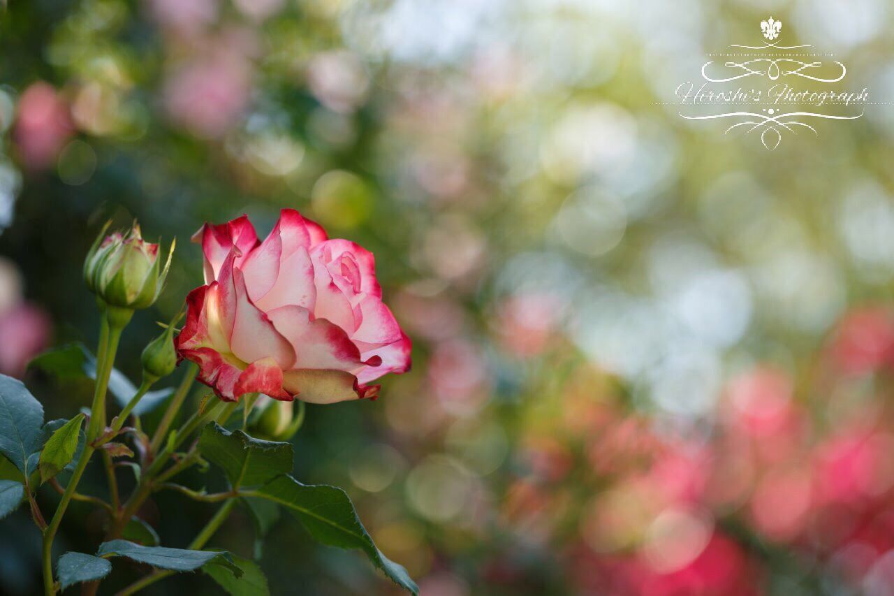 CLOSE-UP OF PINK ROSE