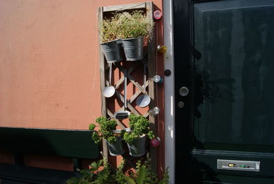 Potted plants on wall