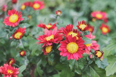 Close-up of red flower