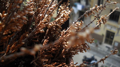 Close-up of flowering plant