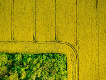 Yellow flowers growing in farm