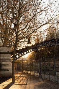 Trees in city against sky