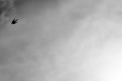 Close-up of eagle flying against sky