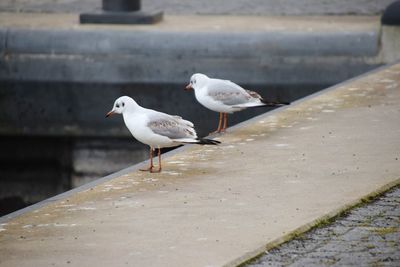 Seagulls perching on retaining wall