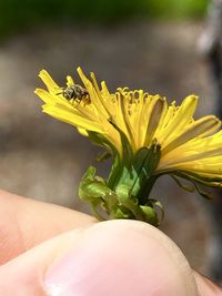 Close-up of hand holding yellow flower