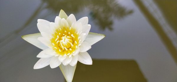 Close-up of white flowering plant