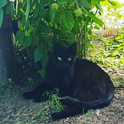 Black cat sitting on ground