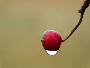 Close-up of cherries on tree