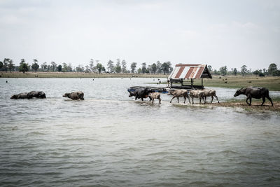 View of horses in the sea