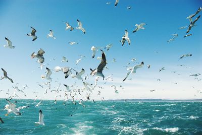 Flock of seagulls flying over sea