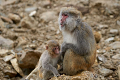 Monkeys on rock