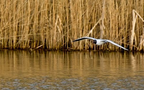 View of bird flying over lake