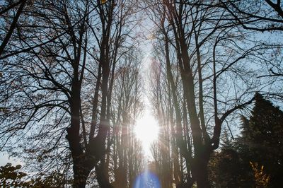 Low angle view of trees against sky