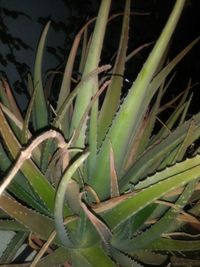 Close-up of succulent plant