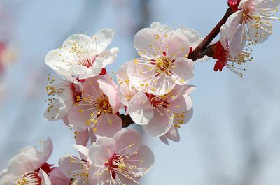 Close-up of apple blossoms in spring