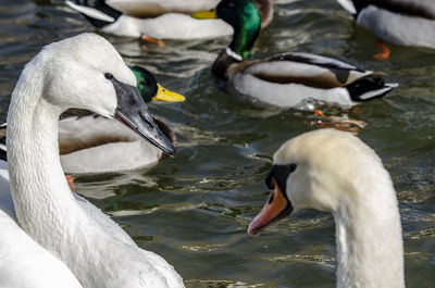Close-up of swans swimming in lake