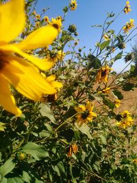 Close-up of bee on yellow flower