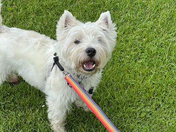 Westie on grassy field