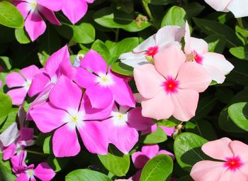 Close-up of pink flowers