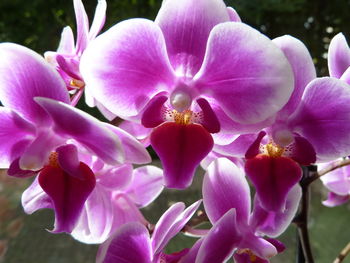 Close-up of pink flowers blooming outdoors