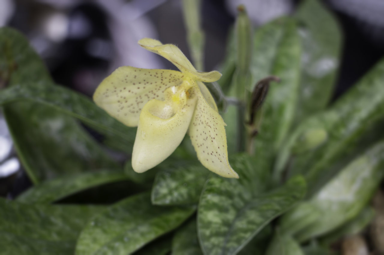 CLOSE-UP OF YELLOW FLOWERING PLANTS