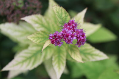 Close-up of purple flower