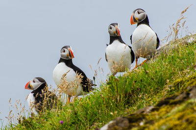 Puffings on grass against clear sky