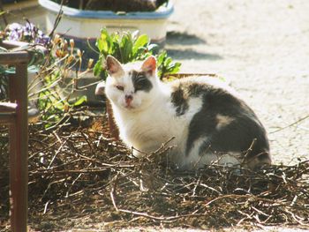 Cat sitting outdoors