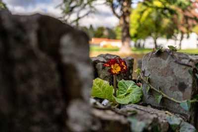 Close-up of flowering plant against rock