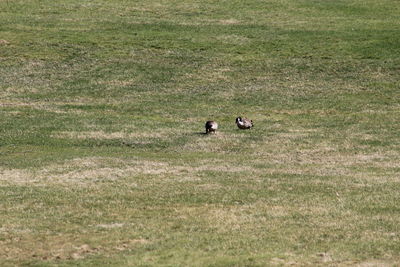 Horse on grassy field