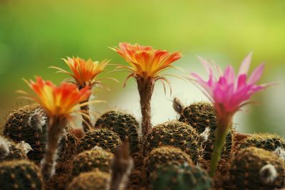 Close-up of flowering plants on field