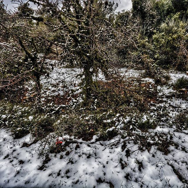 snow, winter, cold temperature, season, covering, weather, tree, nature, white color, landscape, covered, tranquility, tranquil scene, field, beauty in nature, scenics, frozen, day, non-urban scene, outdoors