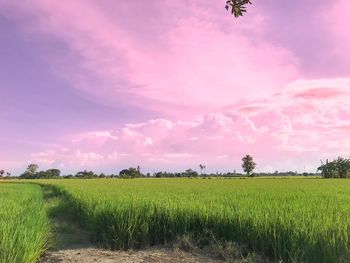 Scenic view of field against sky during sunset