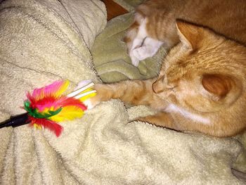 High angle view of ginger cat on bed