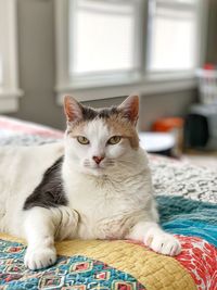 Portrait of cat relaxing on bed at home