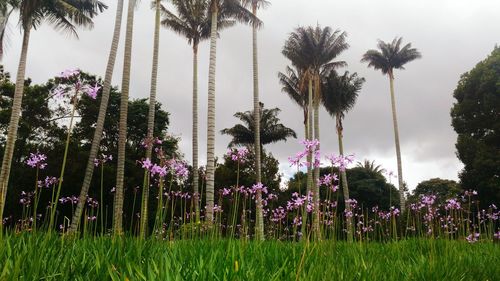 Panoramic shot of palm trees on field against sky