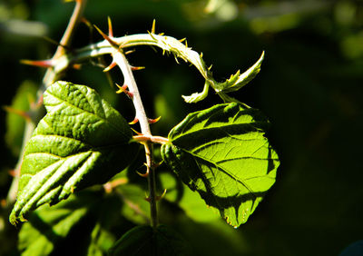 Close-up of leaves