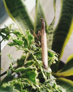 Close-up of insect on plant