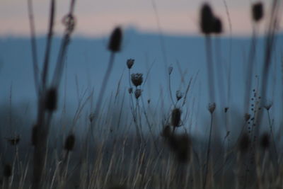 Close-up of grass on beach against sky