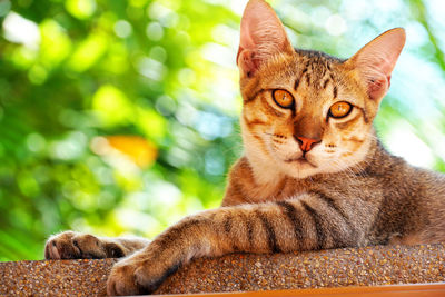 Close-up portrait of a cat