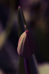 Close-up of flower bud