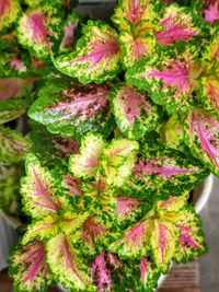 Full frame shot of pink flowering plant