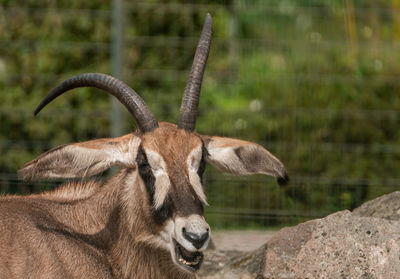 Close-up of deer