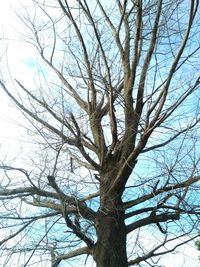 Low angle view of bare tree against sky