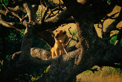 Low angle view of monkey sitting on tree trunk