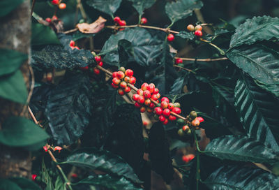 Close-up of red berries growing on tree