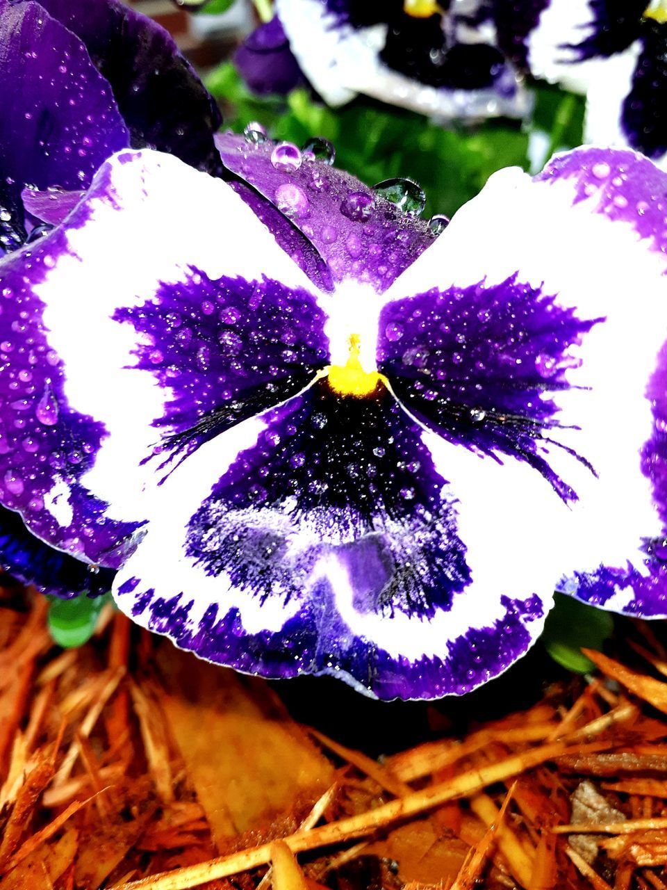 CLOSE-UP OF PURPLE FLOWERING PLANTS ON LAND