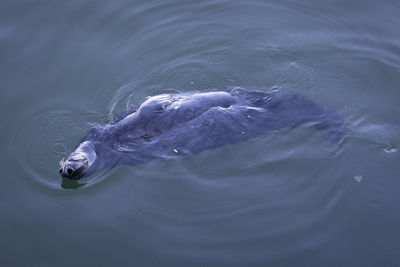 High angle view of turtle swimming in water