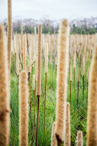 Close-up of crops on field